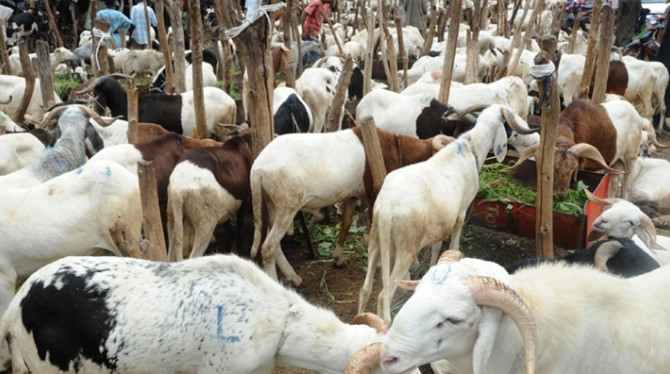 APPROVISIONNEMENT EN MOUTONS DE TABASKI: près de 30.000 bêtes sont entrées au Sénégal au 31 juillet, contre un cumul global de 457.643 l’année dernière