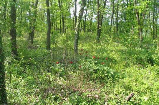 ZIGUINCHOR: Quatre personnes disparaissent dans la forêt de Bousoloum