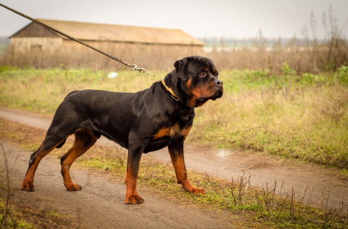 Espagne : un Sénégalais perd son pénis déchiqueté par un chien