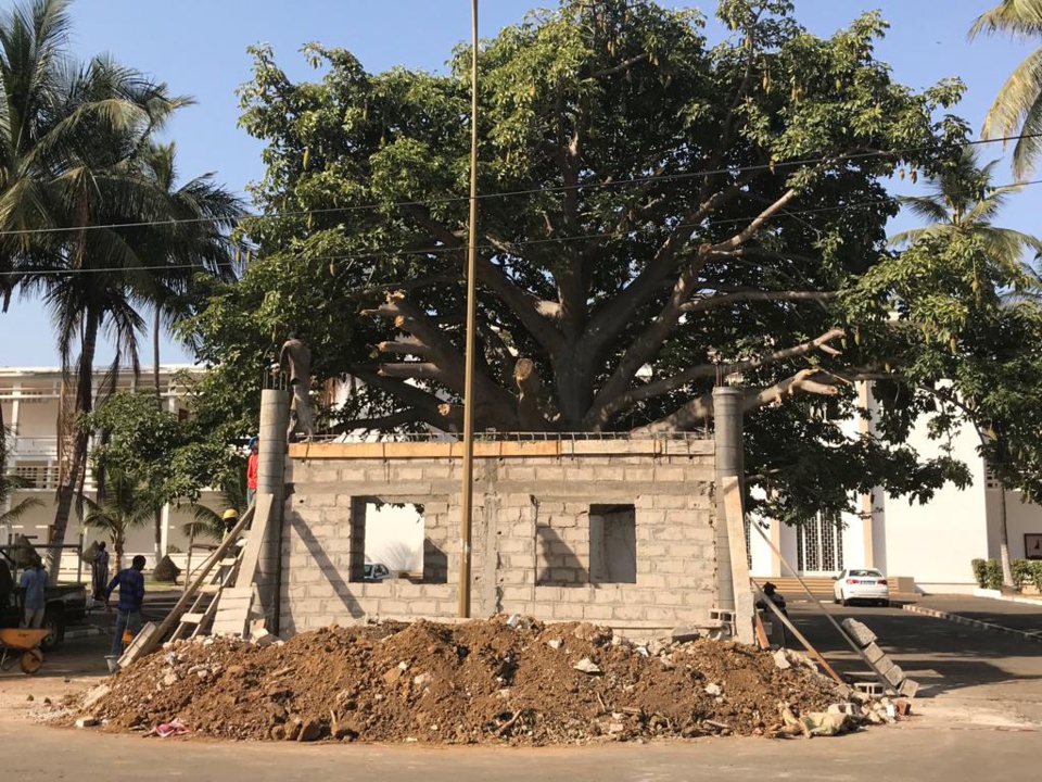 [Tribune] : Halte au massacre en cours du Baobab centenaire de la Faculté de Médecine de l’UCAD 