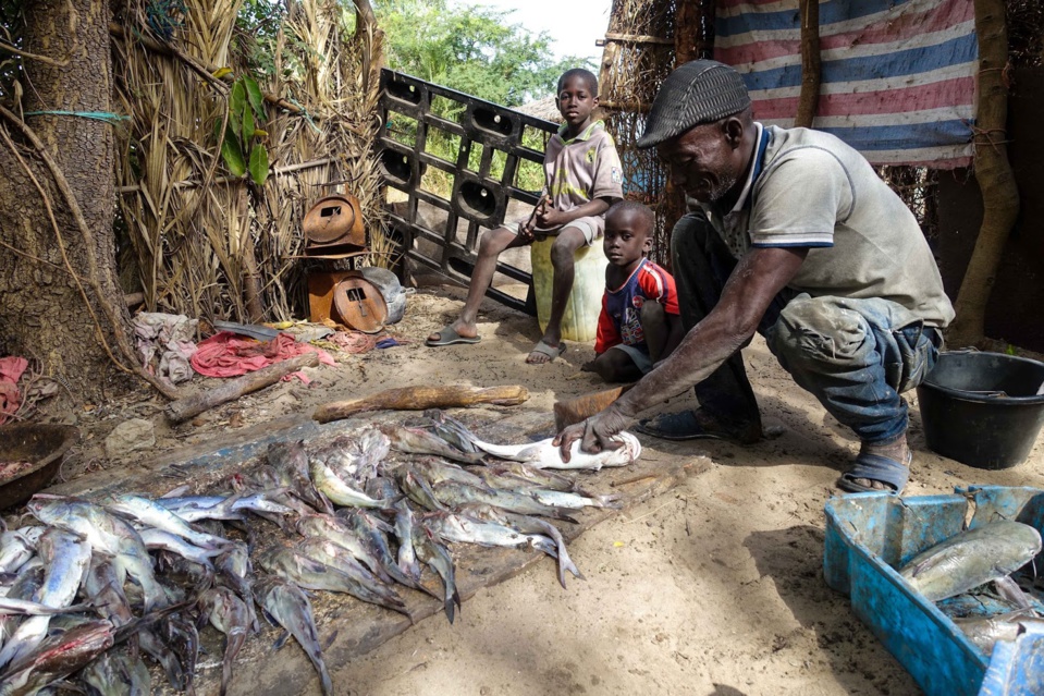 PENURIE DE POISSON A ZIGUINCHOR: Les espèces nobles intouchables sur les marchés