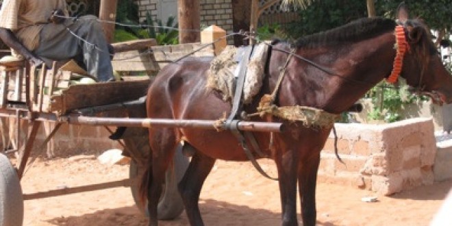 TRAGÉDIE FAMILIALE A TOUBA THIAROYE: Un charretier tue son cousin d’un coup de ciseaux dans le cœur pour un sac de mil pour son cheval