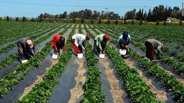 CAMPAGNE AGRICOLE DANS LE BASSIN ARACHIDIER: Le Forum civil dénonce le clientélisme dans la mise à disposition des intrants et interpelle le prochain gouvernement