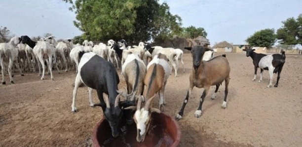 MAER - « Une chèvre à 166 000 Fcfa et une poule à 11 000 Fcfa » : Ce que dit le cahier des charges