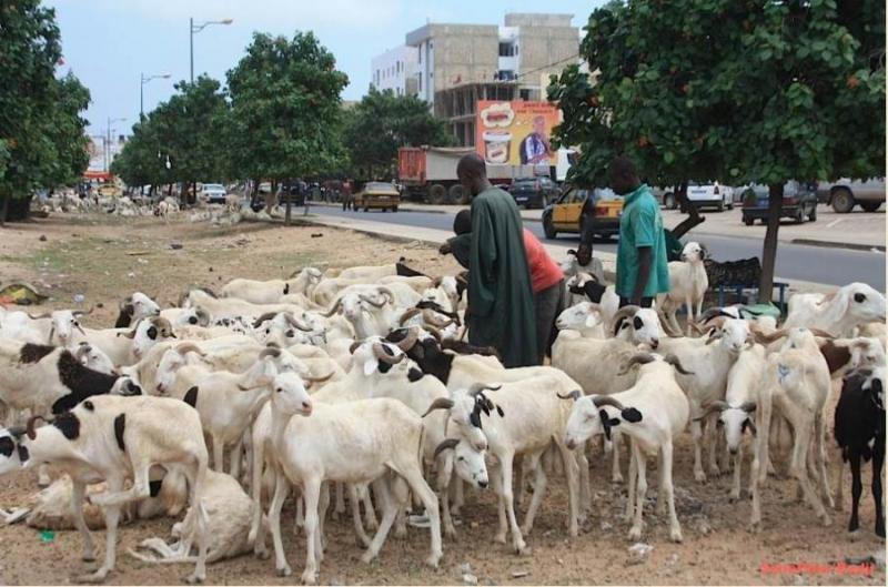 SÉRIE DE VOLS DE BÉTAIL ET ESCROQUERIE A PIKINE: Le recherché voleur des moutons de race tombe à la Seras