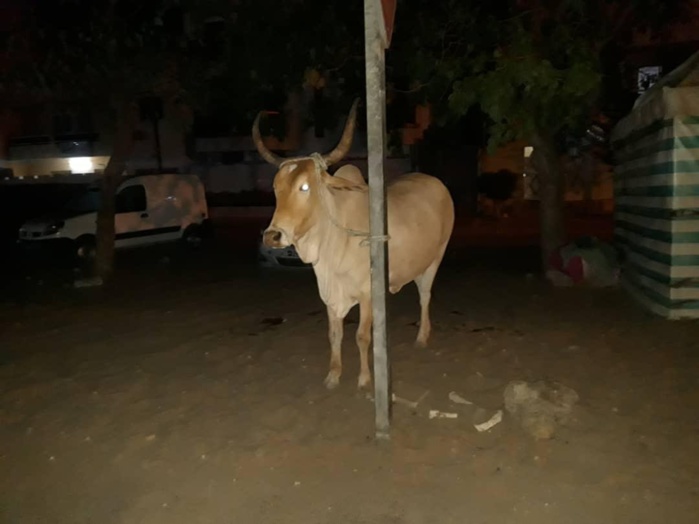  Hygiène publique : Abdou Karim Fofona envoie tous les bœufs errant de dakar à la fourrière.