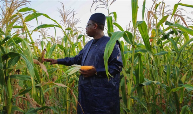 MACKY SALL RALLONGE LE BLÉ : 20 MILLIARDS FCFA DE PLUS À L’AGRICULTURE