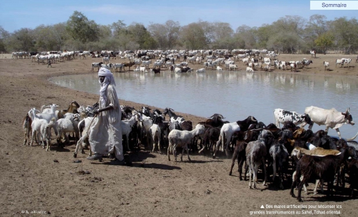 BLOQUES DANS LA REGION DE LOUGA DEPUIS LE DEBUT DE L’EPIDEMIE : Les éleveurs semi-nomades du Nord du Sénégal vendent leur bétail à moitié prix