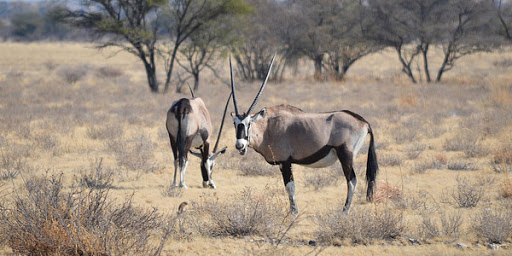 Scandale:Six gazelles oryx convoyées à Dakar pour "décorer" la réserve privée du ministre de l'Environnement Abdou Karim Sall