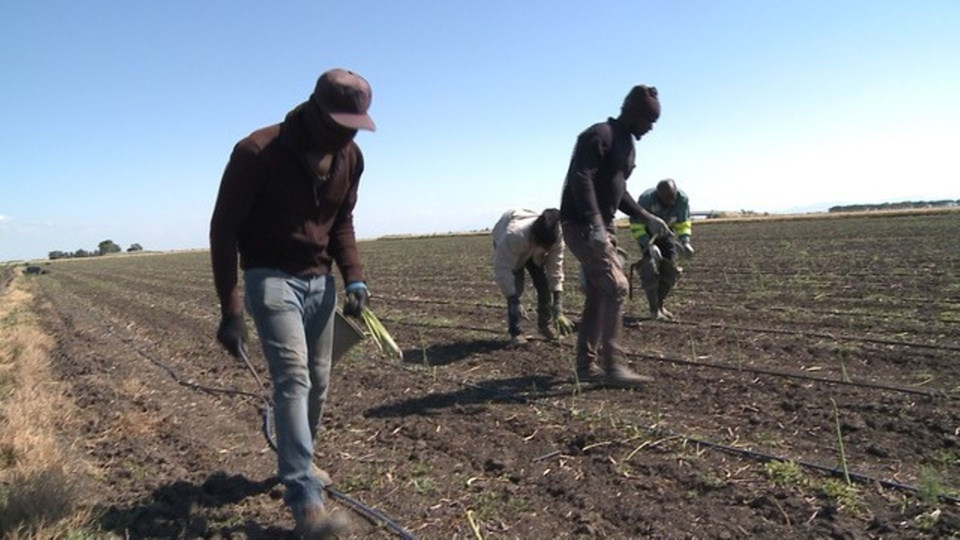 Calvaire dans les champs en Italie: Quand des sénégalais réduisent des compatriotes en «esclavage»