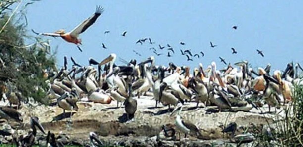 Colonel Boucar Ndiaye : "200 espèces d'oiseaux sont menacées de disparition"