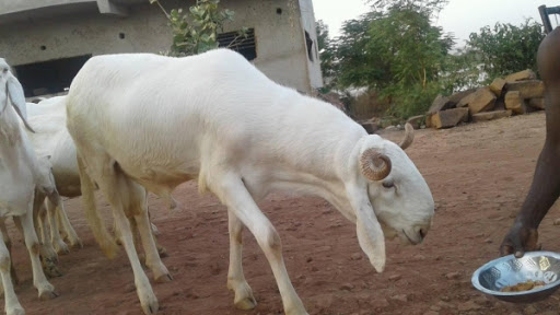 VOL D’UN MOUTON DE RACE «LAADUM», CAMBRIOLAGE D’UN MULTISERVICE: L'ancien militaire Malang Goudiaby et ses coaccusés risquent la prison à perpétuité