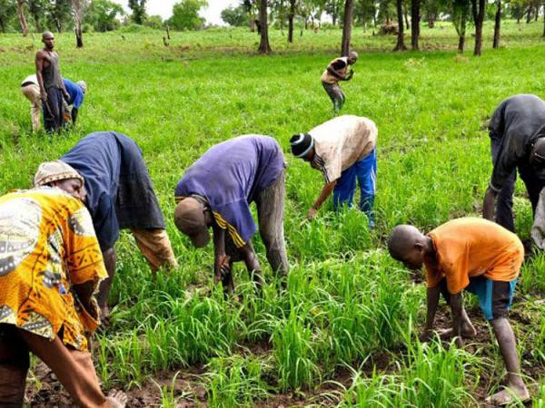 MALGRE LES PROMESSES DE L’ETAT SUR L’AUTOSUFFISANCE ALIMENTAIRE: Le Pam au secours du gouvernement dans le Fouta