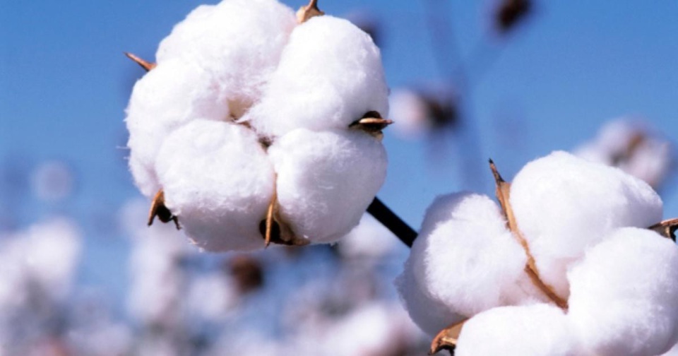 EN LETHARGIE DEPUIS TRES LONGTEMPS Des chercheurs agricoles veulent concevoir de nouvelles variétés de coton pour relancer la filière