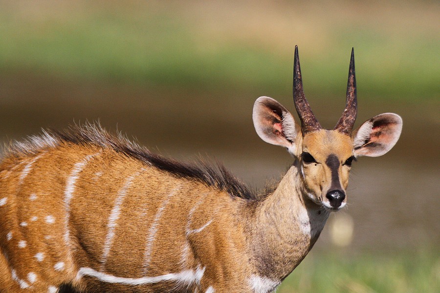 Criminalité faunique à la frontière sénégalo-Gambienne:Une antilope dans un carton…