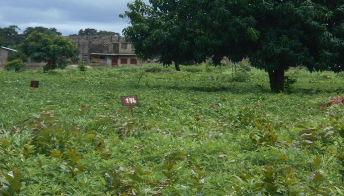 LOTISSMENT POLEMIQUE DU QUARTIER DE DIABIR A ZIGUINCHOR: Les jeunes accusent les autorités de nébulosité et menacent de déterrer les bornes