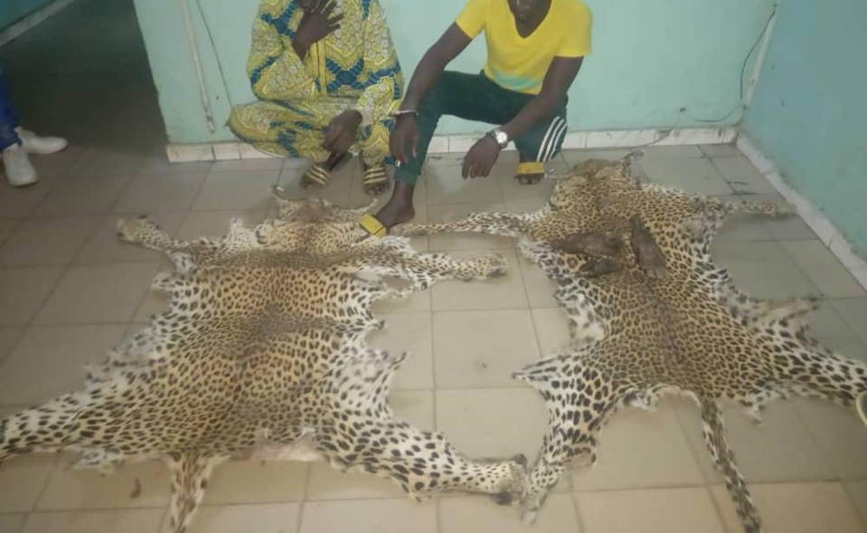 Criminalité faunique à Tambacounda