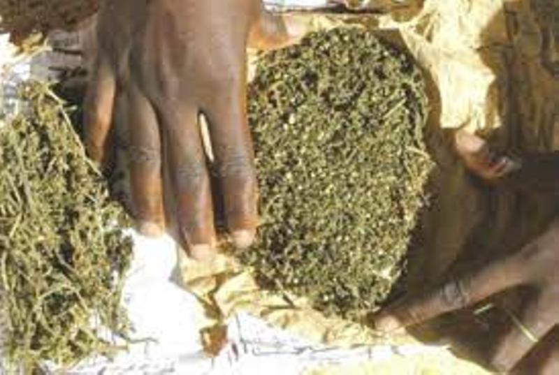 Offre et de cession de chanvre indien  Fatou Sall,mère de 9 enfants, dit vendre de la drogue pour les nourrir, son mari prend la fuite