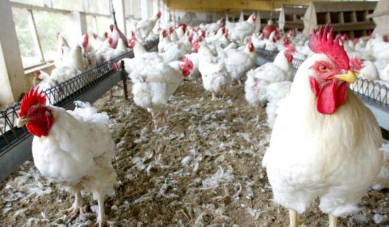 Le poulet introuvable ; les prix prennent l’ascenseur