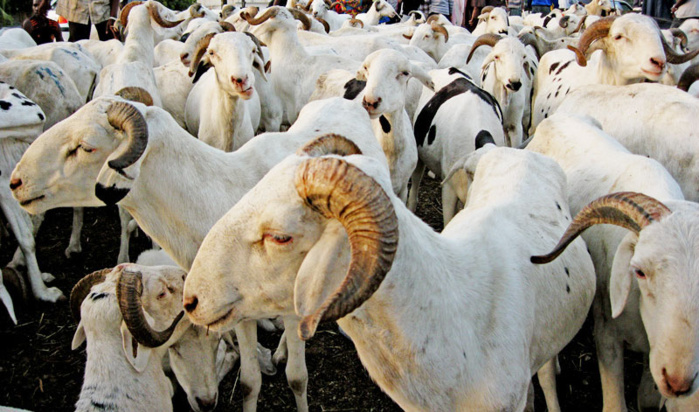 GANG DE VOLEURS DE BÉTAIL DÉMANTELÉ À PODOR :Des moutons de Tabaski vendus entre…10.000 et 4000 F Cfa