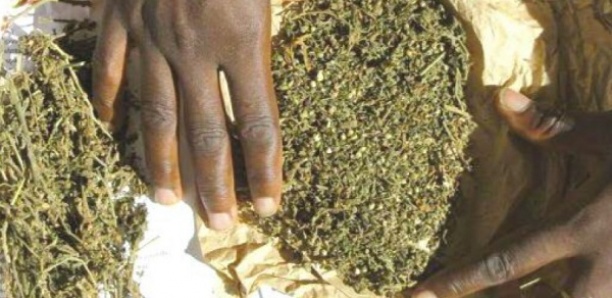 Deux dealers pris avec 2 kg de yamba à Dalifort