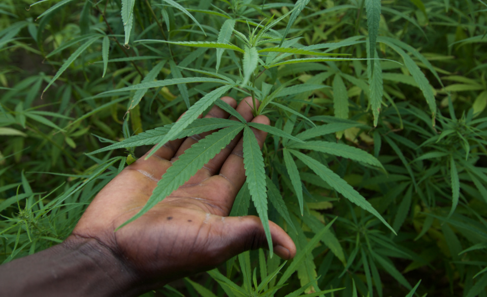 CULTURE DE CANNABIS DANS UN JARDIN À TIVAOUANE PEULH: Un Bissau-Guinéen tombe avec 20 plantes dissimulées dans des pieds de légumes et 88 cornets de yamba