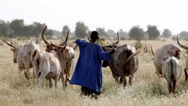 Journée de l’élevage à Tamba : 10 millions et 5t de riz