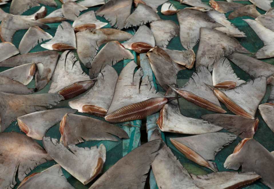 Nouvelle saisie d’ailerons de requin sur le littoral nord