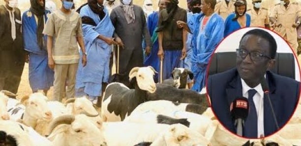 AMADOU BA RASSURE LES DAKAROIS SUR UN BON APPROVISIONNEMENT EN MOUTONS :«Depuis ce week-end, il n’y a pas moins de quatre mille moutons qui entrent à Dakar chaque jour»