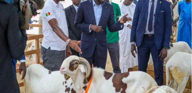 Le ‘’wakhalé’’ d’enfer de DIomaye pour acheter 2 moutons
