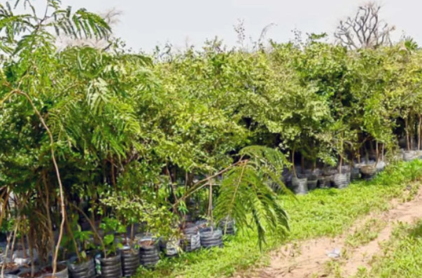 La ville de Touba ”fin prête” pour accueillir la Journée nationale de l’arbre