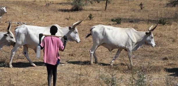 Goudomp : Un berger tué par balle