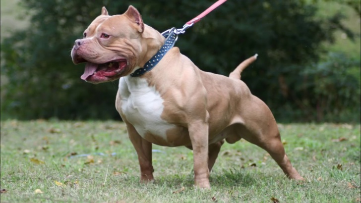 Talibé sauvagement mordu par un pit-bull: les chiens tués par injection létale, leur propriétaire déféré