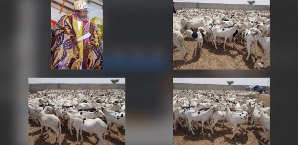 Fête de tabaski : L'imam de Médina Baye mobilise 2 500 moutons pour les démunis