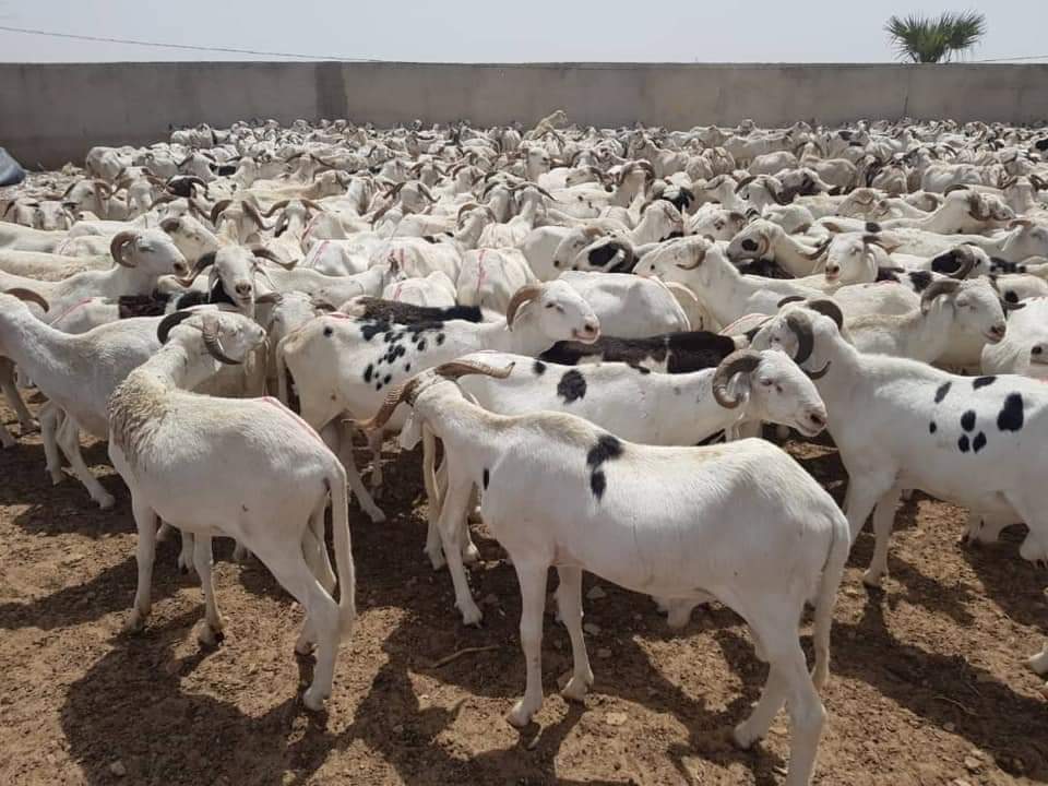 Fête de tabaski : L'imam de Médina Baye mobilise 2 500 moutons pour les démunis