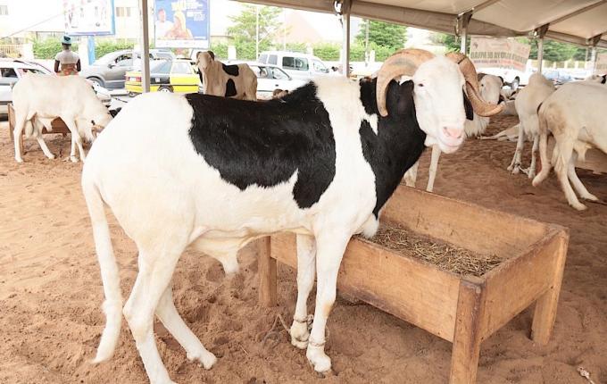 APPROVISIONNEMENT EN MOUTONS DE TABASKI 2019: Ziguinchor affiche un déficit de 17.000 têtes