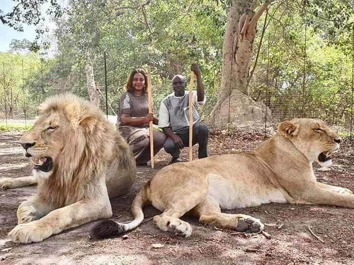 VACANCES GOUVERNEMENTALES : Quand Aly Ngouille Ndiaye décompresse avec des lions...