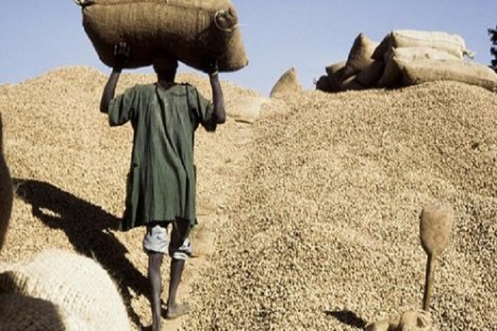 CAMPAGNE ARACHIDIERE A ZIGUINCHOR: Les huiliers en ordre de bataille contre la spéculation sur l'arachide