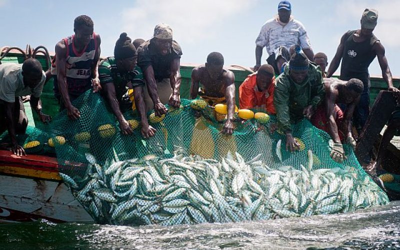 DE NOUVEAUX CHALUTIERS AYANT DES ANTÉCÉDENTS DE PÊCHE ILLÉGALE MENACENT LA PECHE SENEGALAISE : La Fondation internationale de la justice environnementale déchire les licences de Alioune Ndoye