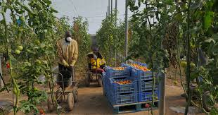 L’ESPAGNE PROPOSE UNE REGULARISATION «SAISONNIERE» AUX IMMIGRES SENEGALAIS SANS GARANTIE : Le président des Sénégalais sonne l’alerte et raconte le calvaire de ses pairs