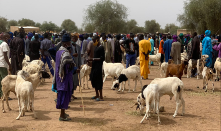 GROSSES CRAINTES SUR L’APPROVISIONNEMENT DU MARCHÉ EN MOUTONS