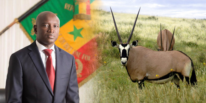 ALY NGOUILLE NDIAYE, LES TROIS GAZELLES ORYX ET L’AVAL D’ABDOU KARIM SALL