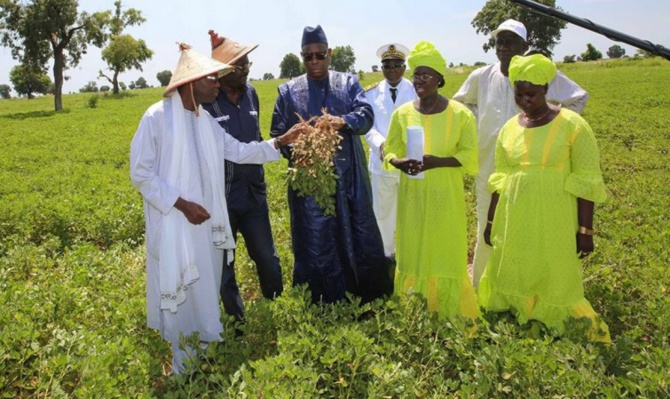 Production et commercialisation de l'arachide: vers un record de 1, 8 millions de tonnes, le kg à 250 F CFA