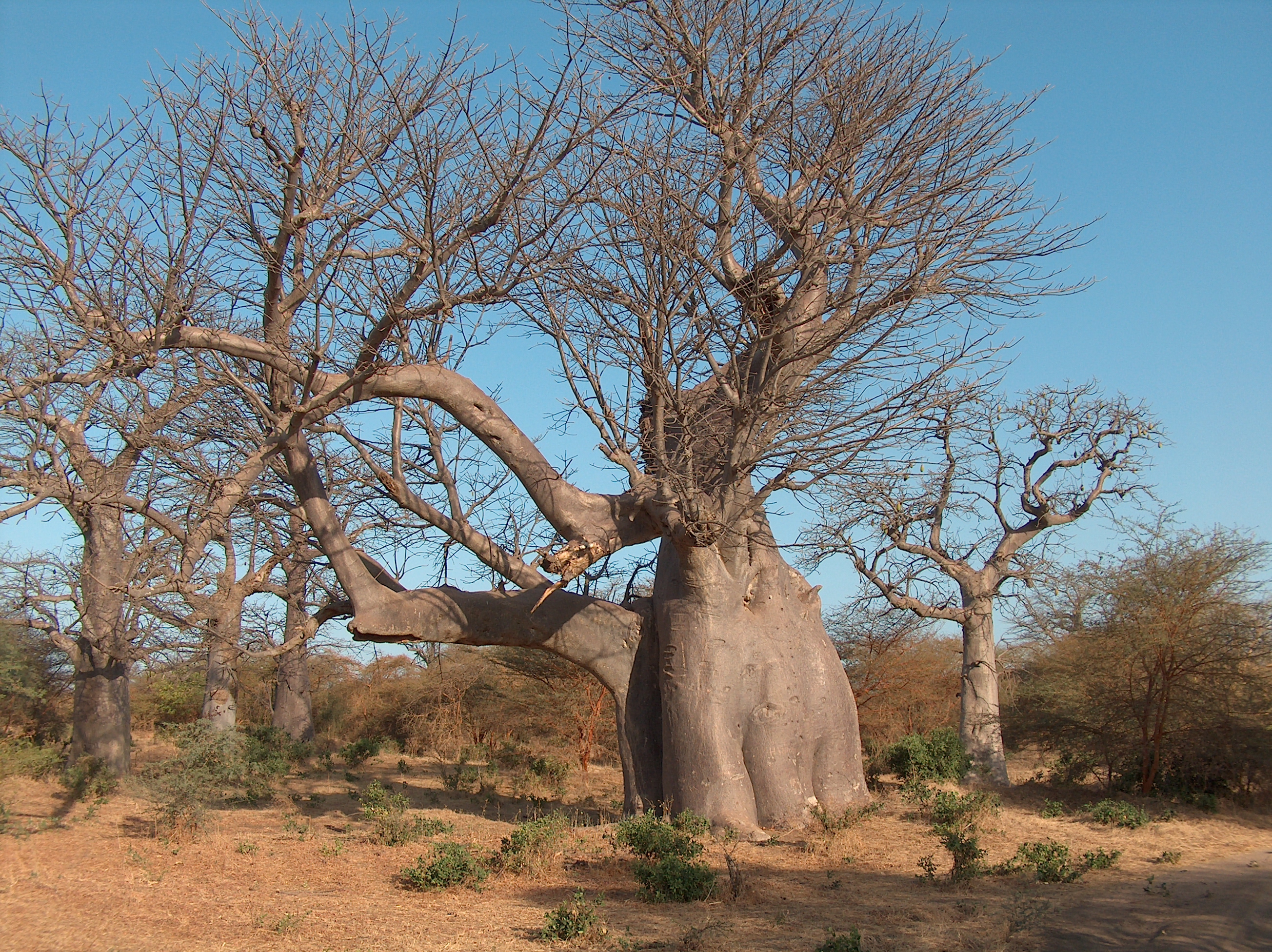 BIENTOT LA FIN DES BAOBABS MILLENAIRES DE BANDIA: «Les Ciments du Sahel» lance sa nouvelle usine en 2022