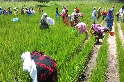 SÉCURITÉ ALIMENTAIRE: La Fao cite le Sénégal parmi les pays ayant besoin d’une aide externe