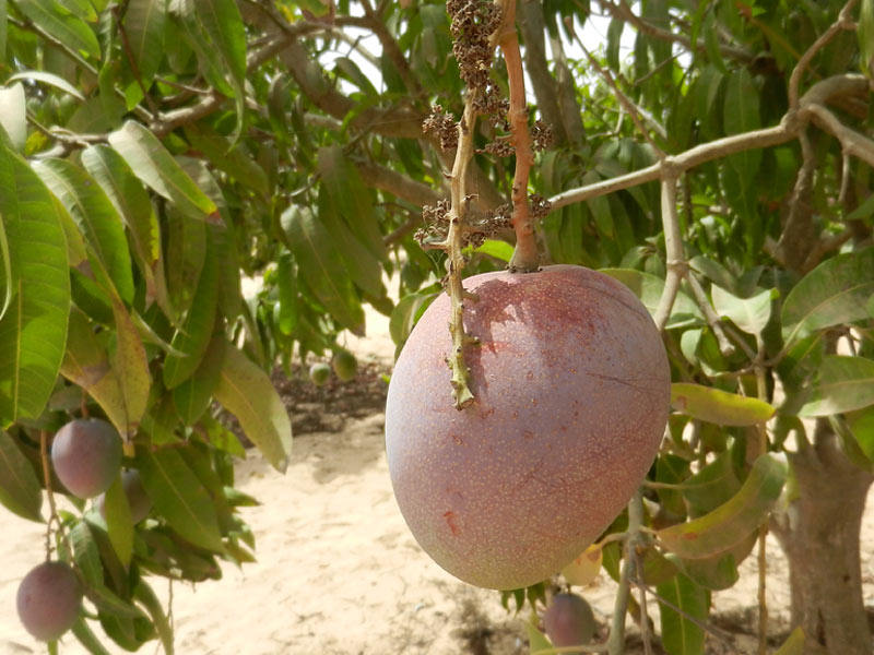 JOURNEE DE LA MANGUE A SANGALKAM LE 9 AOUT: Avec ses 21.000 tonnes à l’exportation, le potentiel de la mangue reste largement inexploité