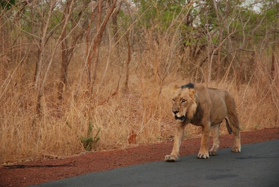 Le lion sur l’axe Bembou-Massa à Kédougou