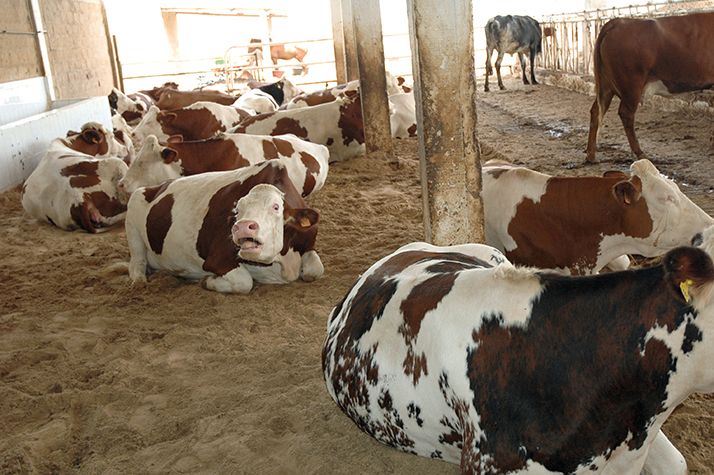 POUR VOL DEUX VACHES DE RACE DANS LA FERME DE SON EMPLOYEUR :Ousmane Ba écope de 6 mois de prison ferme