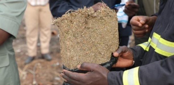 SAISIE DE 5KG DE YAMBA À LA GARE ROUTIERE MALIENNE DE ZAC MBAO: Un marchand ambulant et son ami condamnés à des peines de prison ferme