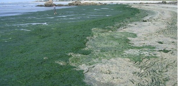 Corniche de Dakar et des Almadies : les baigneurs se plaignent d’algues toxiques et souffrent de différents maux